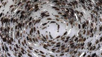 Knowledge : શીત પ્રદેશનું હરણ વર્તુળમાં કેમ નાચતા જોવા મળે છે, તે તેમની ખુશીનું પ્રતીક નથી, જાણો તેનું કારણ