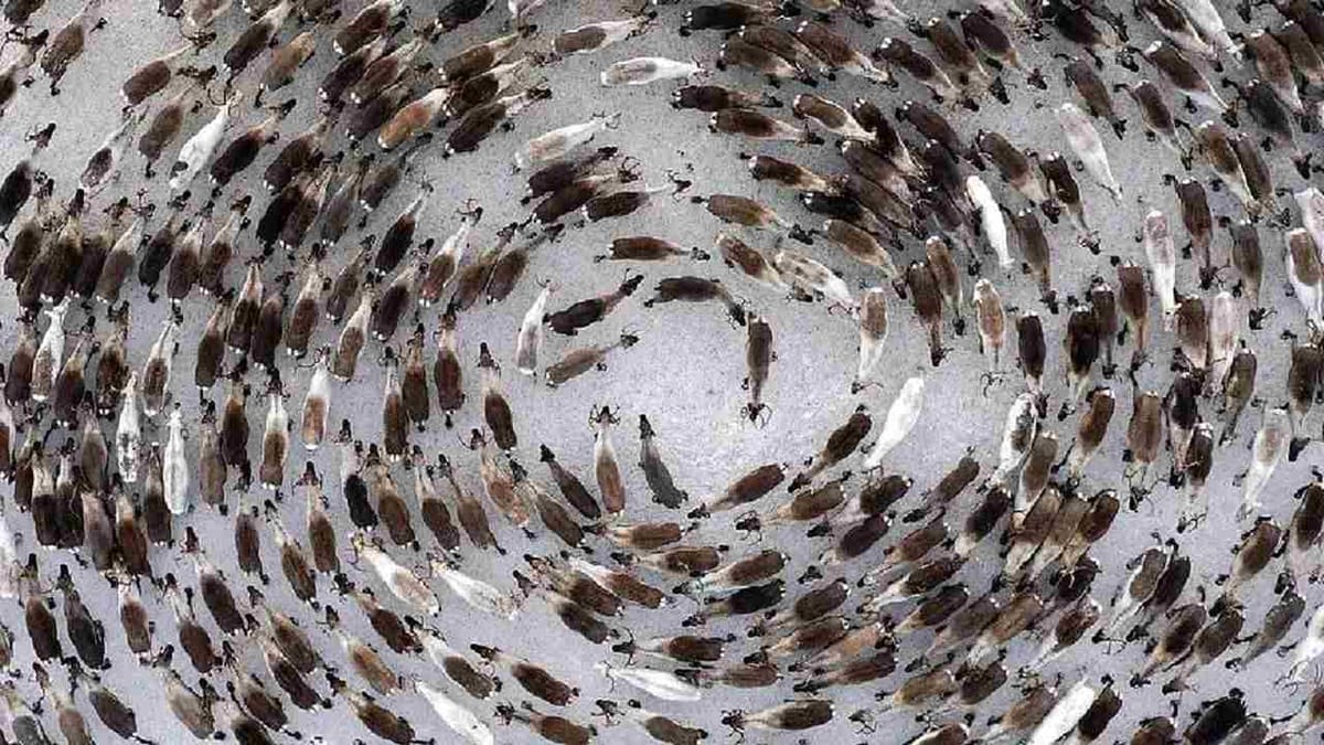 Knowledge : શીત પ્રદેશનું હરણ વર્તુળમાં કેમ નાચતા જોવા મળે છે, તે તેમની ખુશીનું પ્રતીક નથી, જાણો તેનું કારણ Knowledge : શીત પ્રદેશનું હરણ વર્તુળમાં કેમ નાચતા જોવા મળે છે, તે તેમની ખુશીનું પ્રતીક નથી, જાણો તેનું કારણ