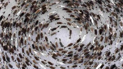 Knowledge : શીત પ્રદેશનું હરણ વર્તુળમાં કેમ નાચતા જોવા મળે છે, તે તેમની ખુશીનું પ્રતીક નથી, જાણો તેનું કારણ