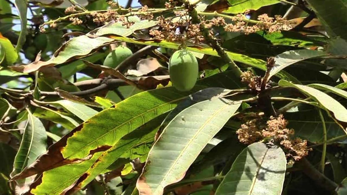 કેરી શોખીનો માટે માઠા સમાચાર, કચ્છની કેસર કેરીનું ઉત્પાદન ઘટવાનો ખેડૂતોનો મત