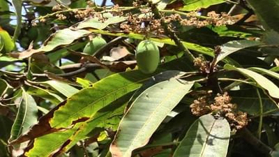 કેરી શોખીનો માટે માઠા સમાચાર, કચ્છની કેસર કેરીનું ઉત્પાદન ઘટવાનો ખેડૂતોનો મત