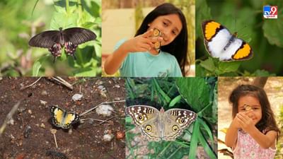 Jamnagar: બાગ-બગીચા અને આપણી આસપાસ જોવા મળતા રંગબેરંગી પંતગિયાઓ વિશે જાણી-અજાણી વાત