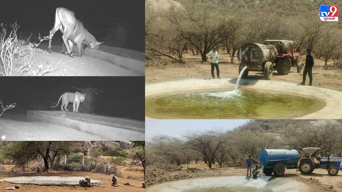 ગ્લોબલ વોર્મિંગ અસર : આકરા ઉનાળામાં વન્યજીવો પણ ટેન્કરના પાણી પર નિર્ભર