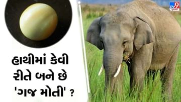 Elephant Pearl : શું તમે જાણો છો ગજમોતી શું છે ? શા માટે થાય છે તેની તસ્કરી, જાણો સમગ્ર અહેવાલ