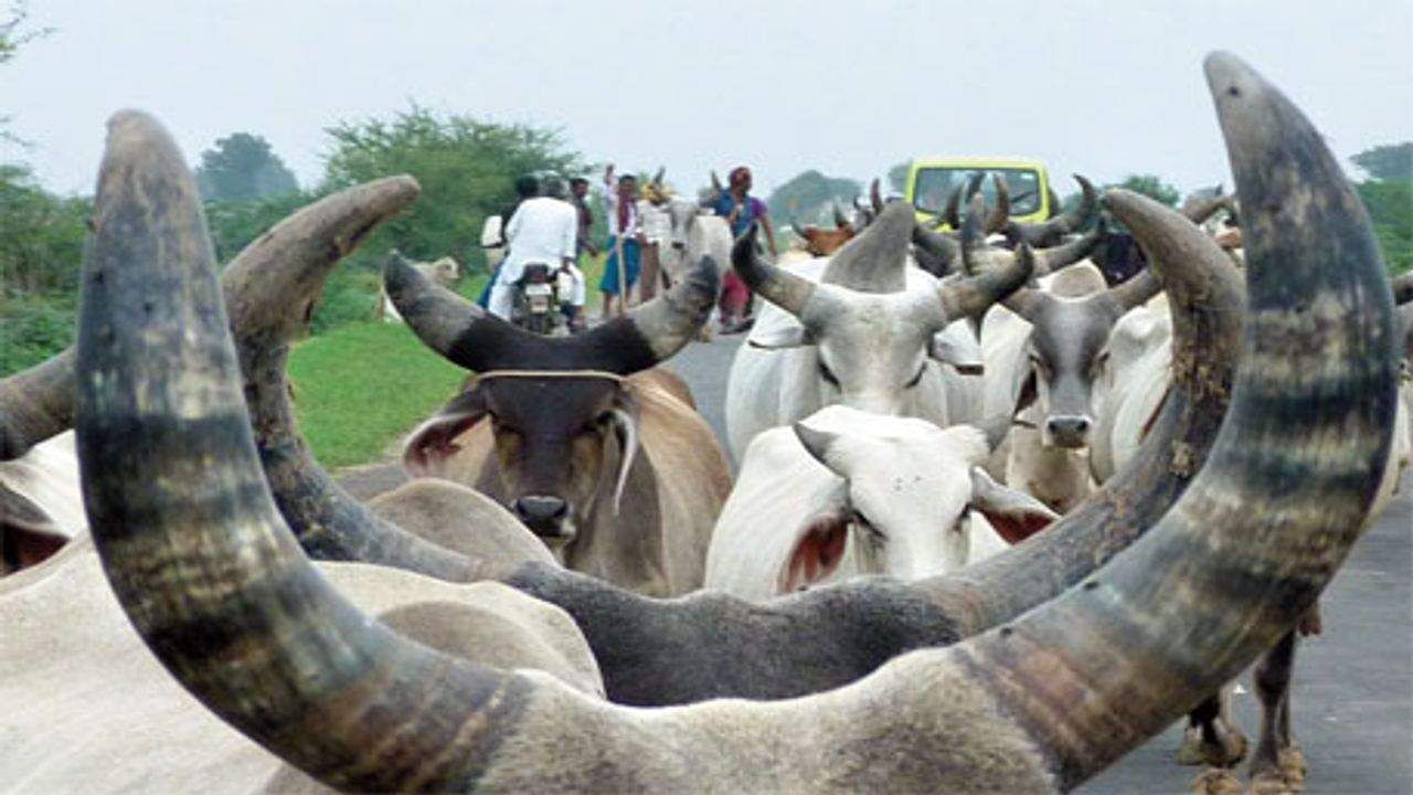 Gujarat માં માલધારી મહાપંચાયત આકરા પાણીએ, ગાયો અને ગોવાળના પ્રશ્નોને લઈને સૌરાષ્ટ્રમા સંમેલનો યોજશે