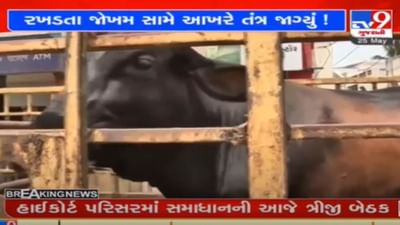 Vadodara: રખડતા ઢોરોનો ત્રાસ વધતાં પાલિકા જાગી, 4 મહિનામાં 1400 જેટલા રખડતા પશુઓને પકડ્યાનો દાવો Vadodara: રખડતા ઢોરોનો ત્રાસ વધતાં પાલિકા જાગી, 4 મહિનામાં 1400 જેટલા રખડતા પશુઓને પકડ્યાનો દાવો