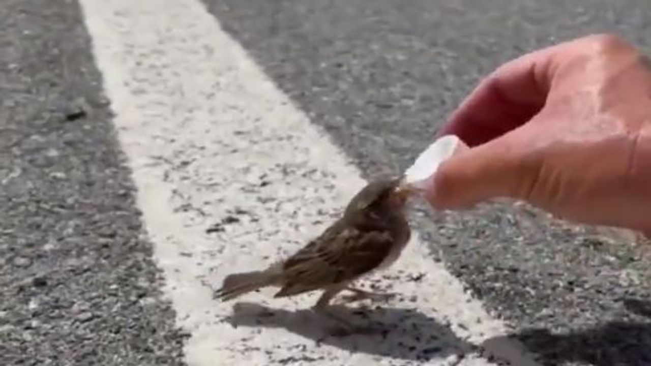 Viral Video: ઓહો ગરમી! પક્ષીઓ પણ કરી રહ્યા છે ગરમીનો સામનો, પાણીના બે ટીપાં મળતા જ ચકલીએ કર્યો કિલકિલાટ