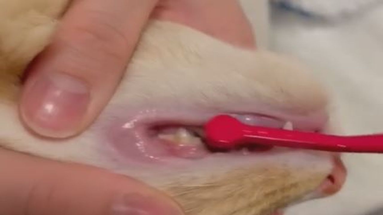 Animal Video: શું તમે ક્યારેય 'બ્રશ' કરતી બિલાડીને જોઈ છે? જૂઓ આ viral video