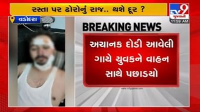 Cattle Menace Continues: વડોદરામાં રખડતા ઢોરોએ હદ પાર કરી, સતત ત્રીજા દિવસે હુમલો કર્યાની વધુ એક ઘટના, માસુમ બાળકીને ઉછાળીને ફેંકી દીધી