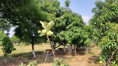 ICAR એ આબોહવા અનુકૂળ ખેતી કરી શરૂ, આબોહવા પરિવર્તનને કારણે ખેડૂતોને આ રીતે થઈ રહ્યું છે નુકસાન