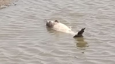 Botad: કૃષ્ણ સાગર તળાવમાં પાણીના અભાવે અનેક માછલાંના મોત, જીવદયા પ્રેમીઓમાં કચવાટની લાગણી