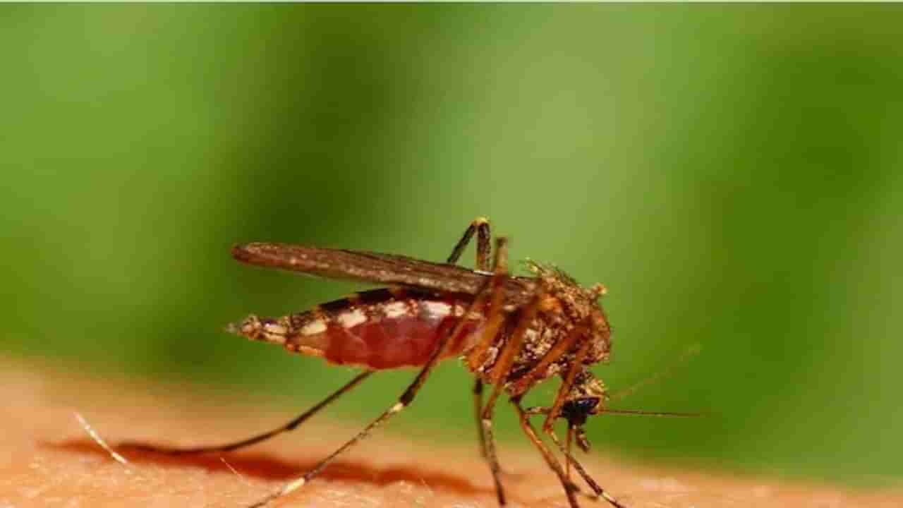 આજે National Dengue Day 2022 : ડેન્ગ્યૂ થયો હોય તો જ લઈ શકાય છે રસી, તાવના નિવારણ અને સારવાર માટે આ છે ઉપાય