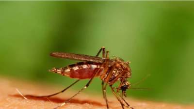 આજે National Dengue Day 2022 : ડેન્ગ્યૂ થયો હોય તો જ લઈ શકાય છે રસી, તાવના નિવારણ અને સારવાર માટે આ છે ઉપાય