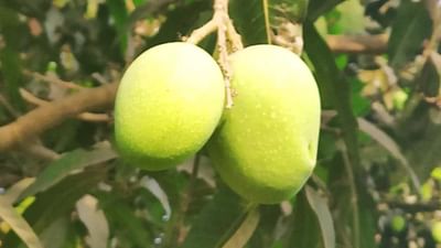 Mango: અમેરિકા અને જાપાનથી થઈ રહી છે દુધિયા માલદા કેરીની બંપર માગ, બાગાયત વિભાગે સંભાળવો પડ્યો મોરચો