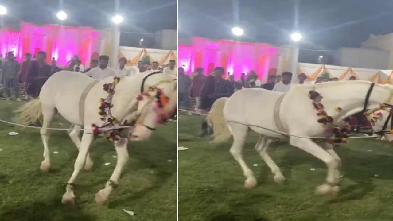 Viral Video: લગ્નમાં ડાન્સ કરતી ઘોડી તો તમે ઘણી જોઈ હશે, પણ આ ઘોડી પાસે બધા પાણી ભરે, જુઓ વીડિયો