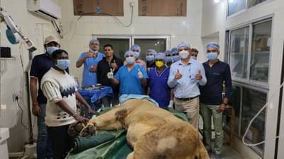 Junagadh: સક્કરબાગ ઝૂના ઈતિહાસમાં સિંહની પ્રથમ સર્જરી કરવામાં આવી, નેત્રમણી આરોપણથી સિંહને મળી નવી દ્રષ્ટિ