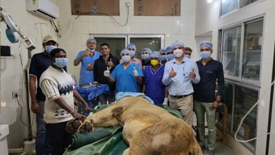 Junagadh: સક્કરબાગ ઝૂના ઈતિહાસમાં સિંહની પ્રથમ સર્જરી કરવામાં આવી, નેત્રમણી આરોપણથી સિંહને મળી નવી દ્રષ્ટિ