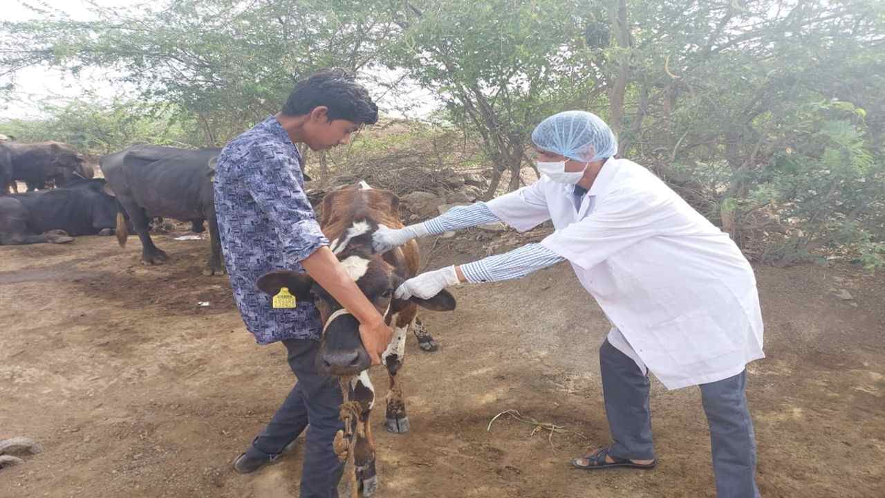 Jamnagar : ગાયમાં લમ્પી વાયરસનો હુમલો, 175 ગાયમાં કેસ નોંધાતા પશુપાલન વિભાગે રસીકરણની કામગીરી શરૂ કરી
