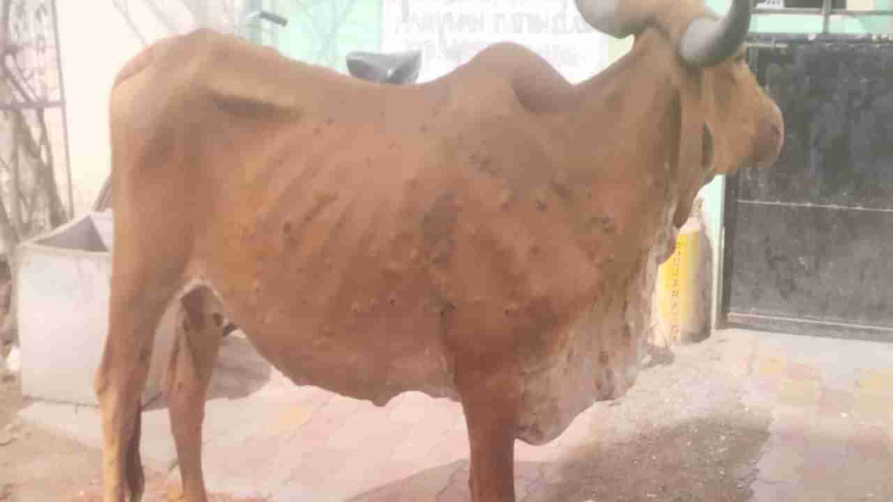 Jamnagar: ગાયોના ટપો ટપ થઈ રહ્યા છે મોત , છતાં કારણ જાણવા તંત્રના તાગડ-ધિન્ના !