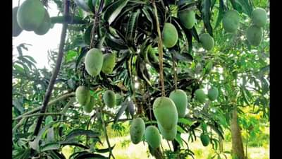 Junagadh : કેસર કેરીના પાકમાં મોટું ગાબડું, 40 ટકા જ ઉત્પાદન થતાં ખેડૂતોને નુકશાન