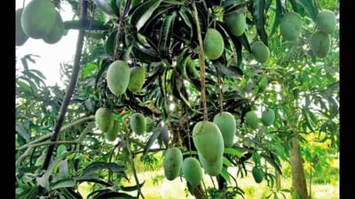 Junagadh : કેસર કેરીના પાકમાં મોટું ગાબડું, 40 ટકા જ ઉત્પાદન થતાં ખેડૂતોને નુકશાન