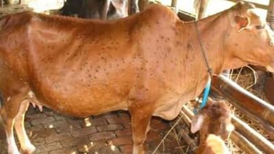 જામનગર અને દ્વારકામાં વધી રહ્યા છે લમ્પી વાયરસના કેસ, શું રાજ્યમાં મંડરાઈ રહ્યો છે 'લમ્પી'નો ખતરો ?