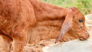 Jamnagar: મહાનગર પાલિકા ગાયના મોત અંગે કર્યો ખુલાસો, બે સપ્તાહમાં 18 ગાયના મૃત્યુ લમ્પી વાયરસથી થયા