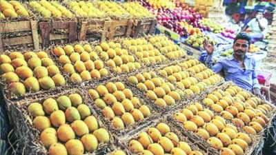 Porbandar: શહેરમાં કેસર અને રત્નાગીરી કેરીની આવક થઈ શરૂ, કેરીના ભાવમાં થઈ શકે ઘટાડો