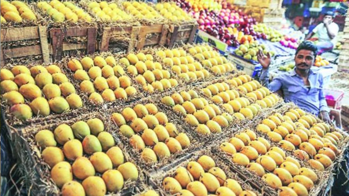 Porbandar: શહેરમાં કેસર અને રત્નાગીરી કેરીની આવક થઈ શરૂ, કેરીના ભાવમાં થઈ શકે ઘટાડો