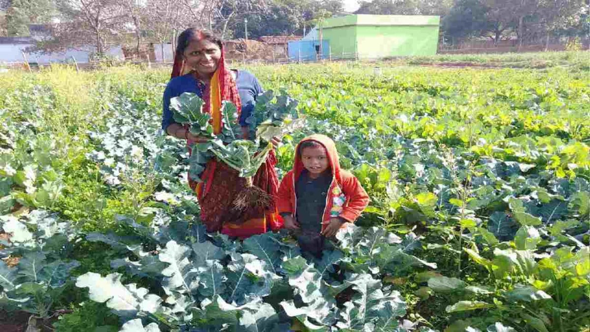 ઓર્ગેનિક ખેતીથી જ લોકોને મળશે પોષણ, 150 ગામોમાં ચાલતા પાયલોટ પ્રોજેક્ટમાં મળ્યા પુરાવા ઓર્ગેનિક ખેતીથી જ લોકોને મળશે પોષણ, 150 ગામોમાં ચાલતા પાયલોટ પ્રોજેક્ટમાં મળ્યા પુરાવા