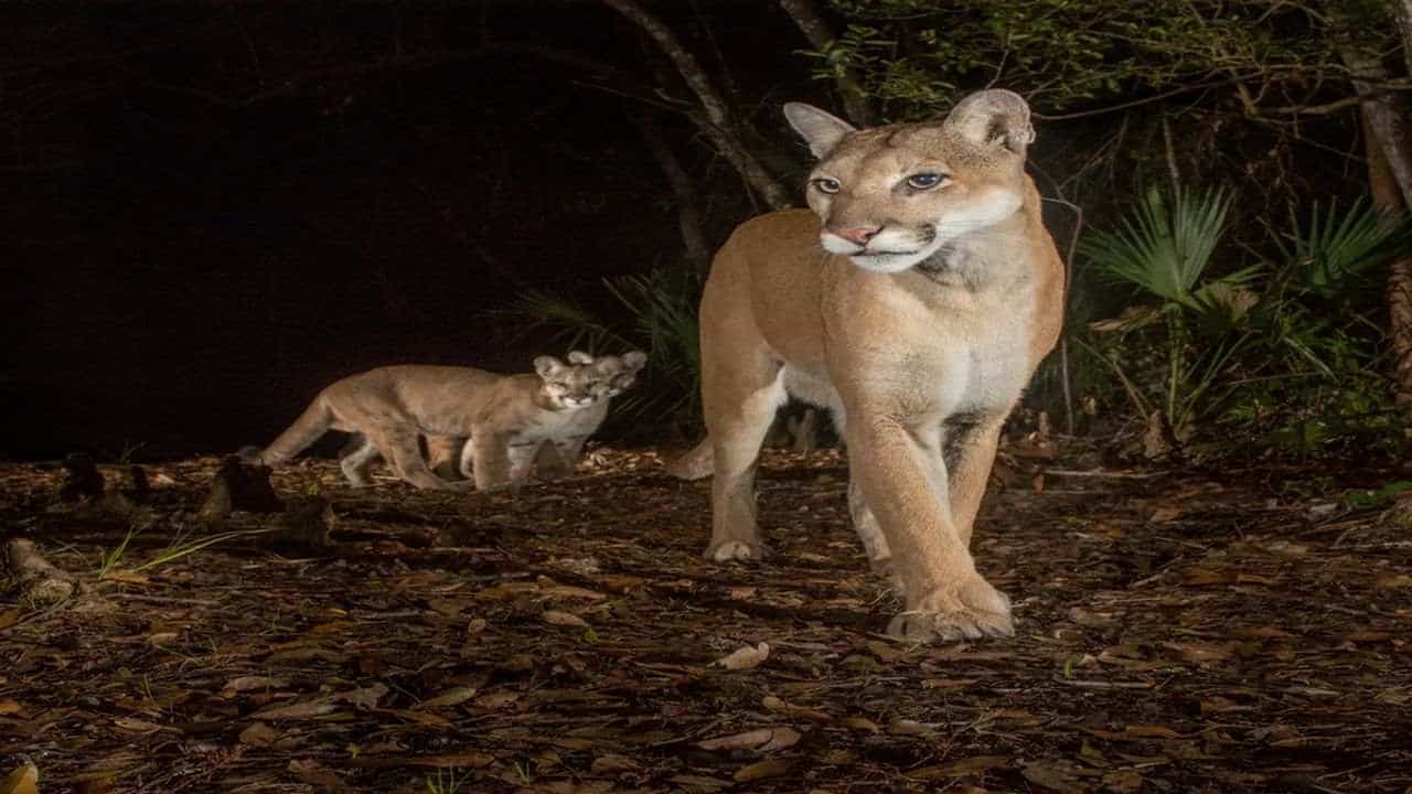 Tapi : દીપડાનો ખૌફ, વાલોડ નજીક દીપડાનો પરિવાર લટાર મારતો હોવાનો વિડીયો વાયરલ