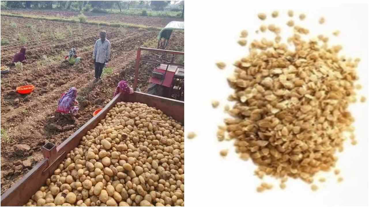 True Potato Seed : CPRI Shimla એ તૈયાર કર્યું બટાટાનું બિયારણ, ખેડૂતોને આ ઝંઝટમાંથી મળશે મુક્તિ!