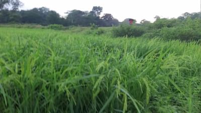 Success Story: ડાયાબિટીસના દર્દીઓ પણ ખાઈ શકે છે ચોખા, મહિલા ઉદ્યોગસાહસિકે એક ખાસ વેરાયટી કરી રજૂ