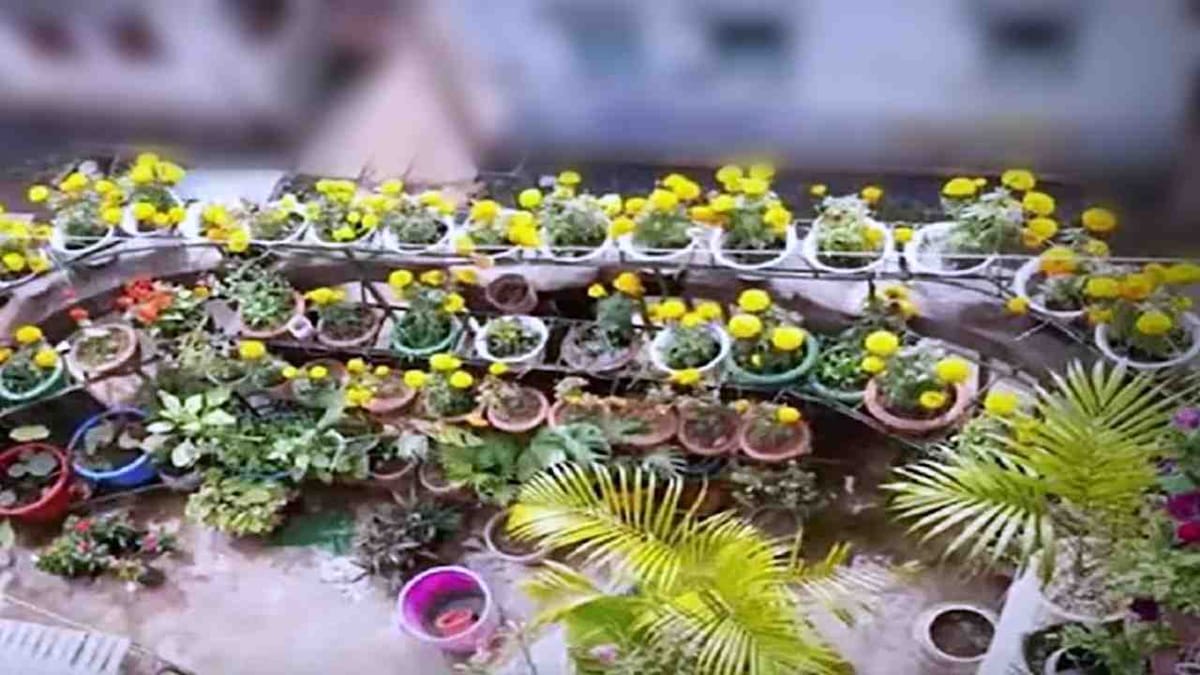 Rooftop Gardening: થોડી મહેનતથી ઘરની છત પર ઉગાડી શકાય છે શાકભાજી, જાણો સરળ રીત Rooftop Gardening: થોડી મહેનતથી ઘરની છત પર ઉગાડી શકાય છે શાકભાજી, જાણો સરળ રીત