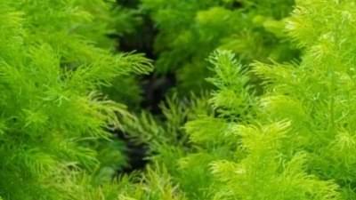 ખેડૂતોને માલામાલ કરી શકે છે આ ઔષધીય છોડની ખેતી, જાણો વાવણીથી લઈ લણણી સુધીની પ્રક્રિયા