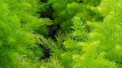 ખેડૂતોને માલામાલ કરી શકે છે આ ઔષધીય છોડની ખેતી, જાણો વાવણીથી લઈ લણણી સુધીની પ્રક્રિયા