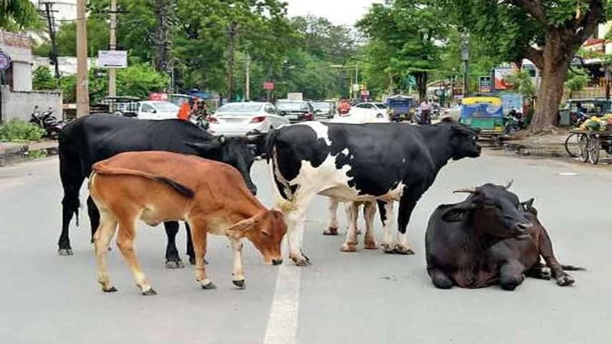 રખડતી ‘રંજાડ’નો અંત ક્યારે ? જામનગરમાં રઝળતા ઢોરે મહિલાને અડફેડે લેતા ગંભીર રીતે ઈજાગ્રસ્ત