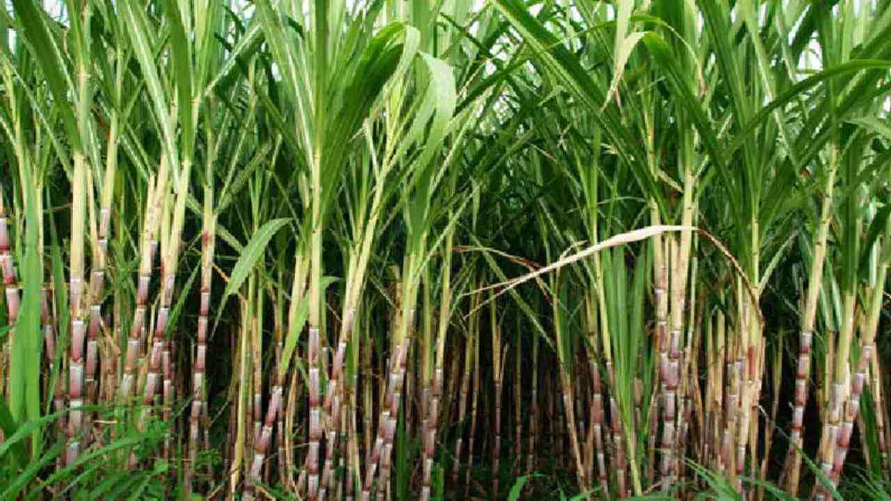Sugarcane Farming: શું છે શેરડીની ખેતીનો સુપરહિટ ફોર્મ્યુલા?