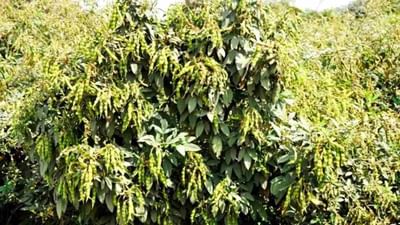 Agriculture : તુવેર, મકાઈ અને બાજરીની વાવણીનો આવી ગયો છે સમય, ઉત્પાદન વધારવા ખેડૂતોએ આ બાબતોનું રાખવું ધ્યાન