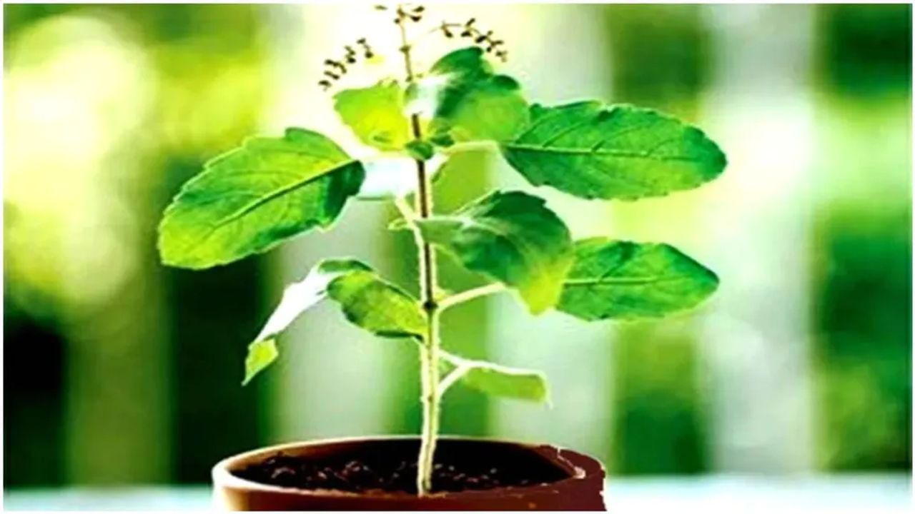Vastu Tips: તુલસીનો છોડ પારિવારિક સંબંધોને પણ મજબૂત બનાવે છે, જાણો આ છોડના ફાયદા