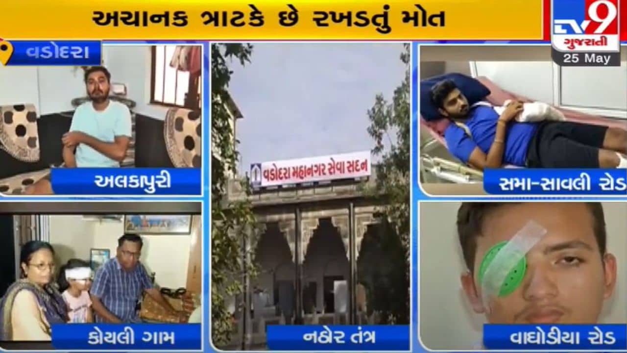 વડોદરા શહેરમાં રખડતી રંજાડે માજા મુકી, જવાબદારી પોતાની છતાં મેયરે દોષનો ટોપલો સરકાર પર ઢોળ્યો !