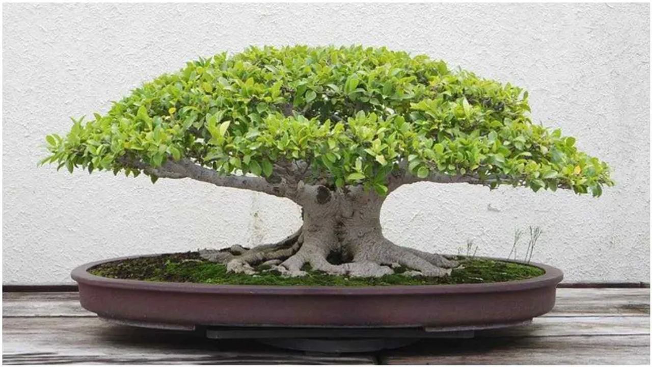 Vastu Tips: ઘરમાં આ 5 છોડ  લગાવવાથી બચો, નહીં તો થશે નુકસાન