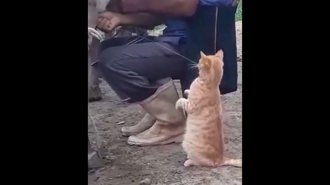 Viral Video: Cat urges owner to drink fresh cow's milk, then gets up and drinks like this