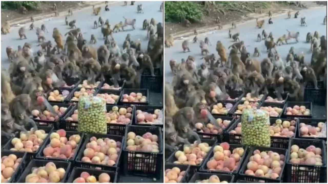 Viral: રસ્તા પર ફળની ટોપલીઓ જોઈ વાંદરા તૂટી પડ્યા, વીડિયો શેર કરતા IFS અધિકારીએ જણાવી આ વાત
