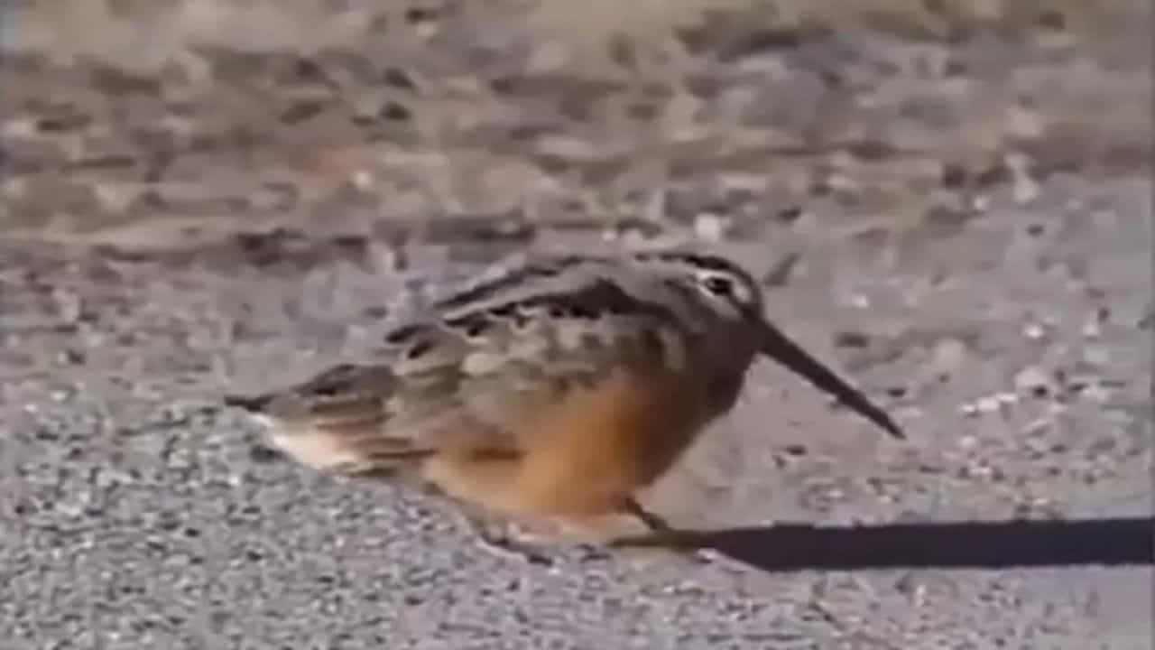 Funny Video: ચકલી પર પણ ચડ્યું Pushpaનું ભૂત, શ્રીવલ્લી ગીત પર જૂઓ જબરદસ્ત ડાન્સ