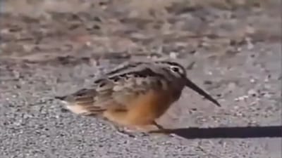 Funny Video: ચકલી પર પણ ચડ્યું Pushpaનું ભૂત, શ્રીવલ્લી ગીત પર જૂઓ જબરદસ્ત ડાન્સ