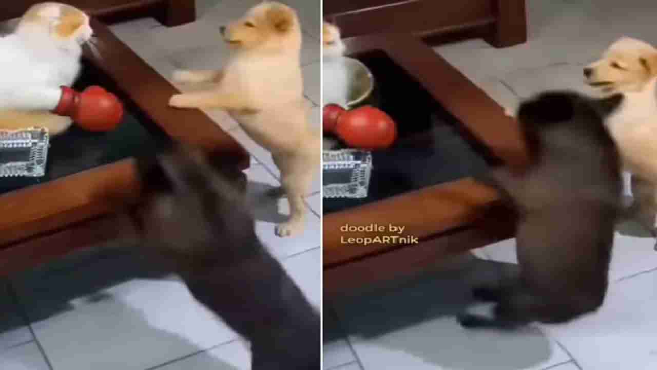 ક્યારેય જોઈ છે આવી Boxing Cat ? એક જ મુક્કામાં કૂતરાને પાડી દીધો