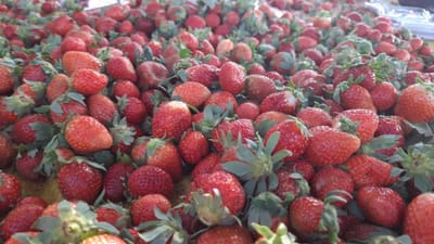 Dang : ડાંગના ખેડૂતોએ પરંપરાગત ખેતી છોડી સ્ટ્રોબેરી ઉછેરનો કર્યો પ્રયોગ, બમ્પર ઉત્પાદને જીવન બદલ્યું