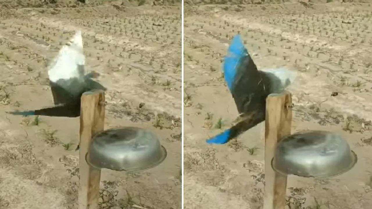 Viral Video : પક્ષીઓને ભગાડવાનો અનોખો દેશી જુગાડ, વીડિયો જોઈને તમે પણ કહેશો- 'અરે વાહ'