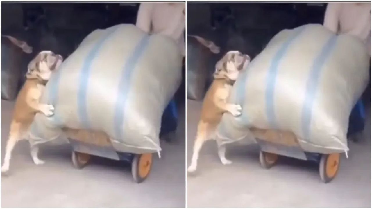 Animal Video : શ્વાને ખંતથી માલિકની કરી મદદ, વીડિયો જોઈને લોકોએ કહ્યું- 'મારે પણ આવો મદદગાર કૂતરો જોઈએ છે'